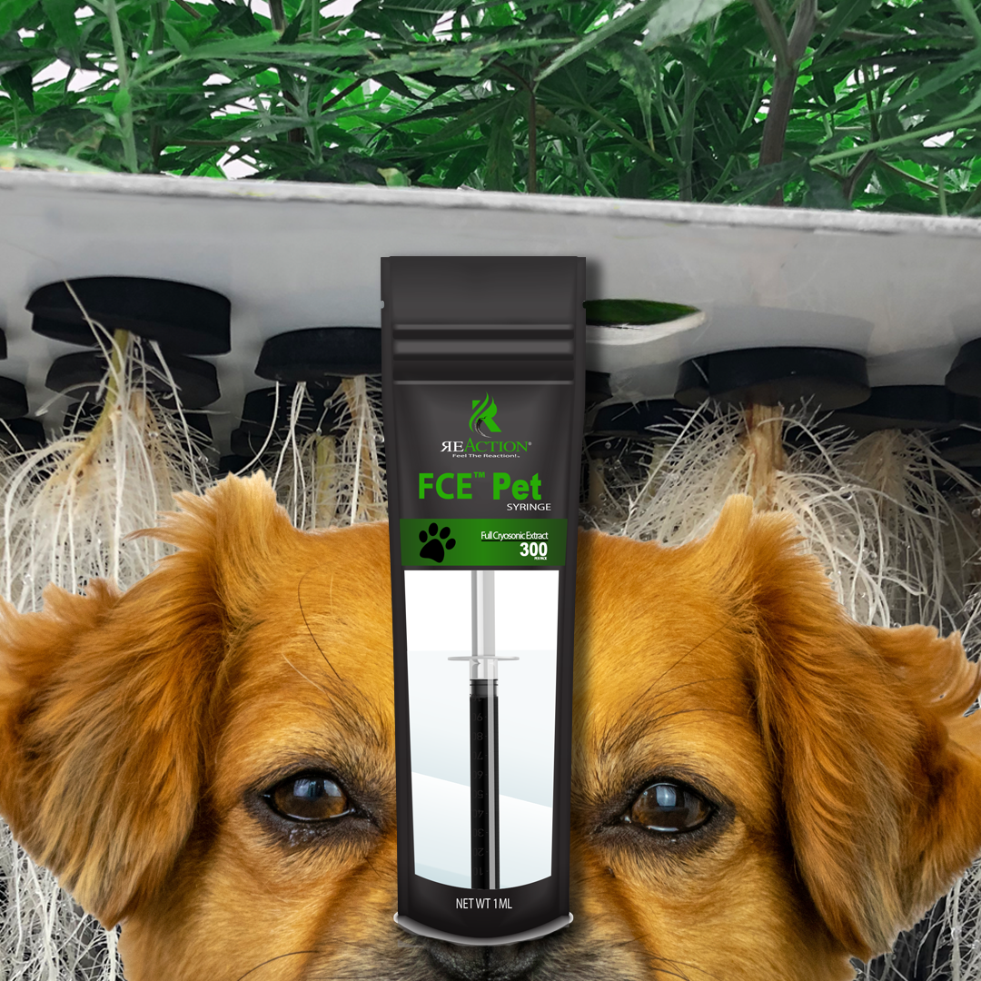 Pet Treat Syringe