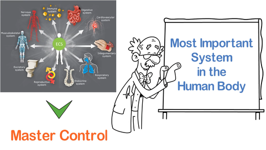 The Endocannabinoid System (ECS)